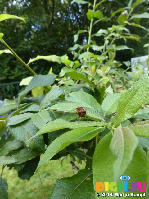 FZ008308 Red dragonfly